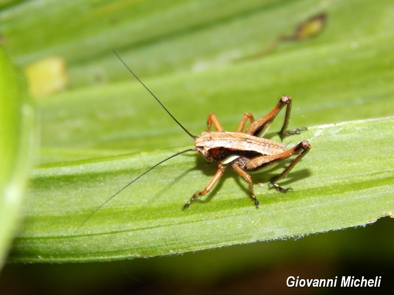 Neanide di Tettigoniidae: cfr Pholidopterinae